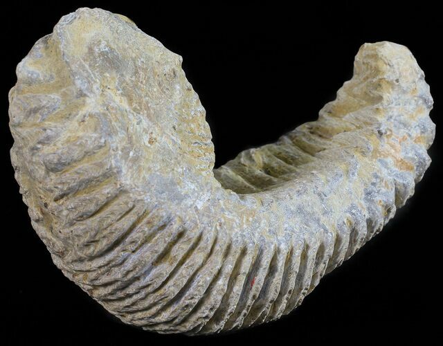 Cretaceous Fossil Oyster (Rastellum) - Madagascar #54456